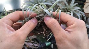 Tillandsia gardneri 틸란시아 가드네리