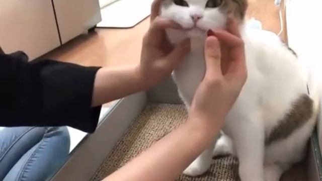 Вам будет полезно узнатькак правильно давать кошкам лекарство в таблетках