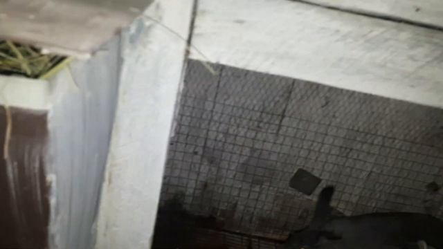 Каша для собак смотреть онлайн