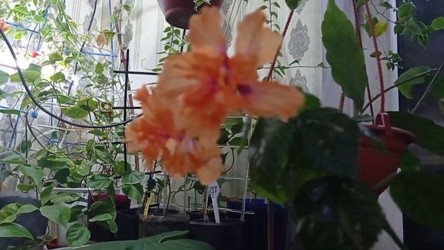 Комнатные цветы. 🌺🌼🌸 смотреть онлайн