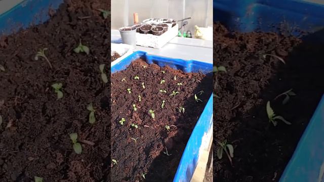 Цветы после пикировки в теплице. смотреть онлайн