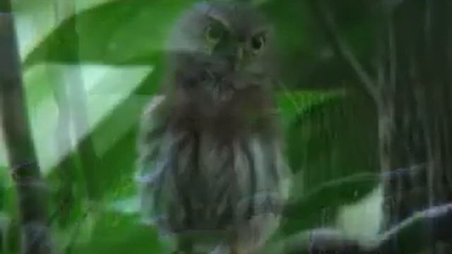Least Pygmy-Owl - Glaucidium minutissimum смотреть онлайн
