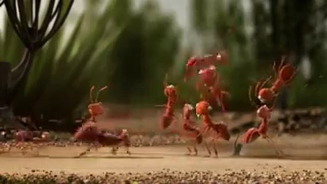 муравьи и муравьед смотреть онлайн