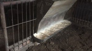 Бункерная кормушка для свиней, поросят. Обзор кормушки.