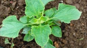 ЗАСУХОУСТОЙЧИВЫЕ Однолетники. ТИТОНИЯ . Яркое Чудо