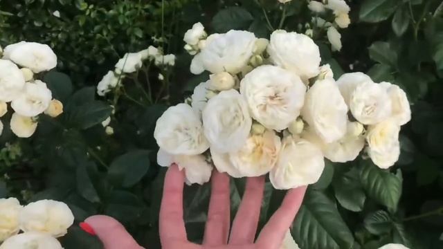 БЕЛЫЕ РОЗЫ в саду | Достоинства Устойчивость к дождю | Пять супер сортов смотреть онлайн