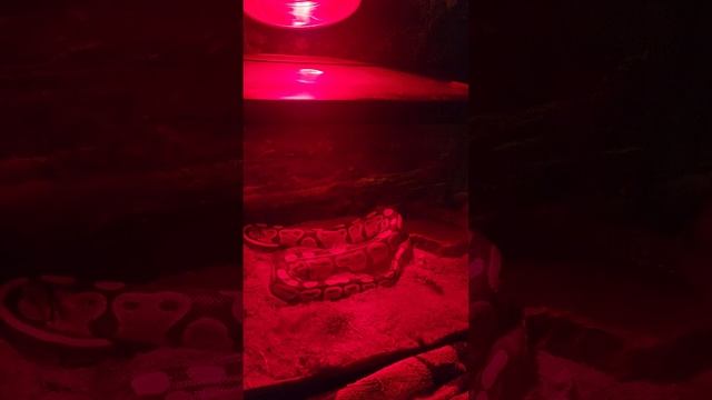 Rex the 21 year old Ball Python. смотреть онлайн