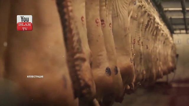 Почему Пророк Запретил Есть Мясо Осла и Петуха! Что Будет с Тем, Кто Съел Не ЭТУ МЯСО? KAABA TV 1 смотреть онлайн