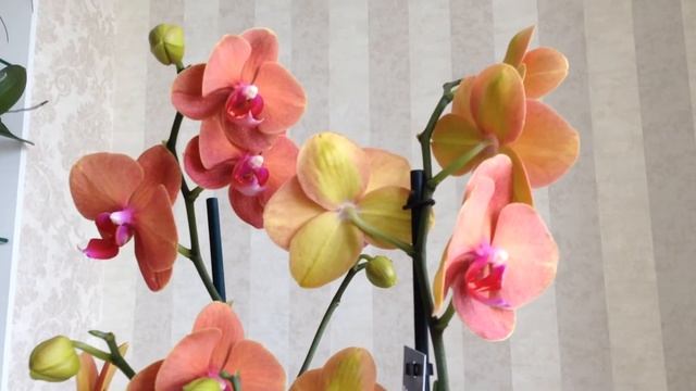 Новая орхидея Phalaenopsis Surf Song в моей коллекции смотреть онлайн