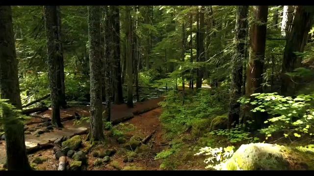 Ludovico Einaudi - Experience (violin cover) With Beautiful Nature смотреть онлайн