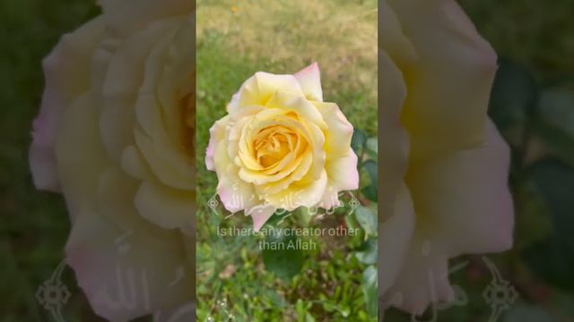قرآن كريم بصوت ماهر المعيقلي #Heiliger Koran#Holy Quran смотреть онлайн