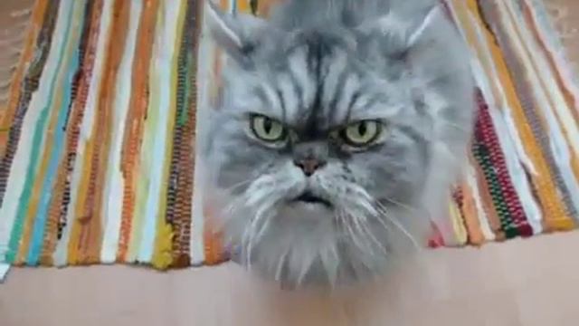 Кот генерал смотреть онлайн