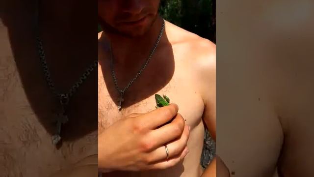 Ящирка Украина животное лето//// 2016 смотреть онлайн