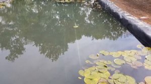 Представляем Вам EPDM мембрану (бутил-каучуковую пленку) Polygomma для строительства водоемов.