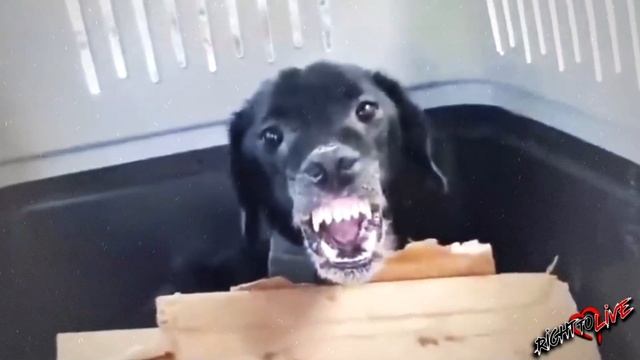 Собака которая никогда не знала любви и ласки рычала на людей. смотреть онлайн