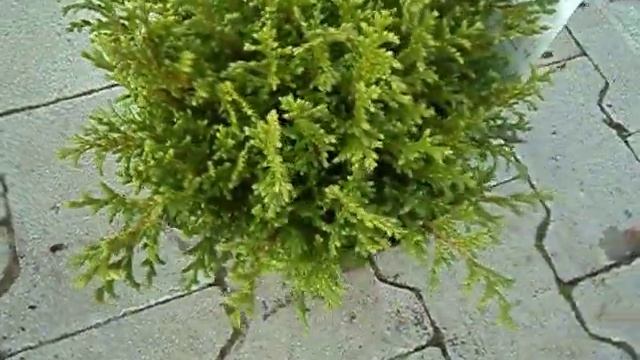 Chamaecyparis pisifera plumosa Compressa смотреть онлайн