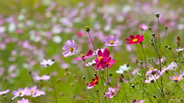 Богач взял сиделкой для умирающей дочери цыгана. А едва он включил скрытую камеру - замер оттого...