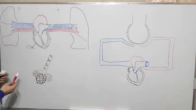 МАЛЫЙ КРУГ КРОВООБРАЩЕНИЯ