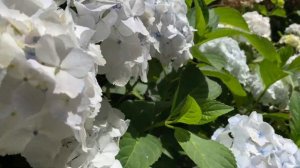 ГОРТЕНЗИИ!  ГОРТЕНЗИИ!