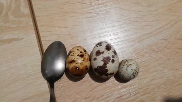 Калибровка перепелиных яиц смотреть онлайн