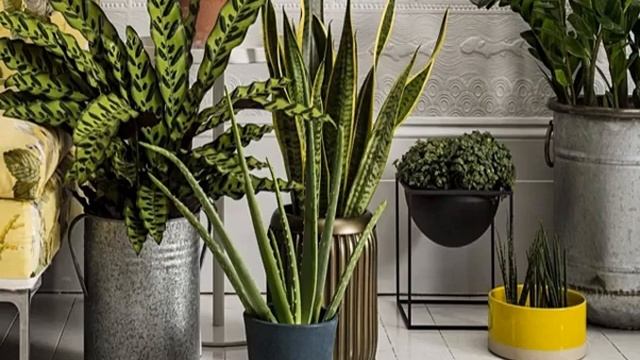 Комнатные растения, очищающие воздух в квартире смотреть онлайн