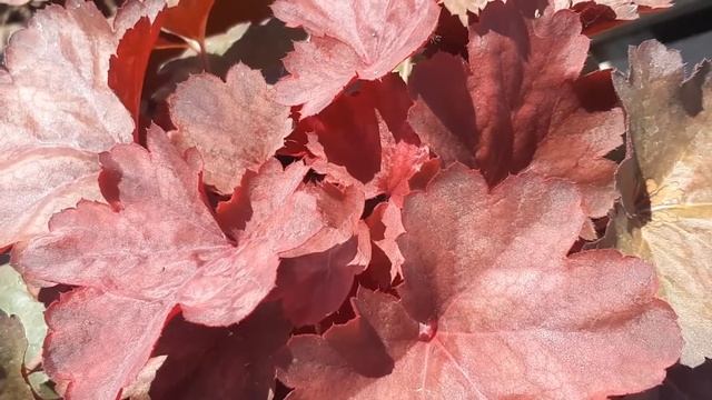 Heuchera Americana : Palace Purple смотреть онлайн