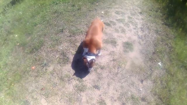 ПИТБУЛЬ\\АМСТАФФ ОТЛИЧИЯ В ПОВЕДЕНИИ смотреть онлайн