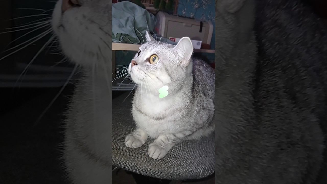 Ты любишь котиков? #shorts #подписка #котики #лайк #коттитар #выбери #подпишись #лайкни #коммент смотреть онлайн