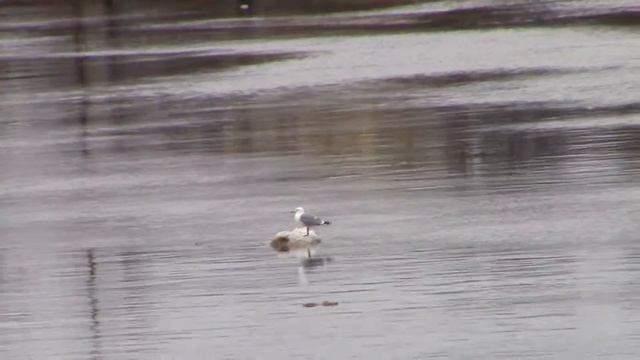 Чайки плывущие на льдине по реке Великой во Пскове смотреть онлайн