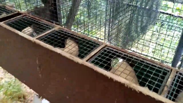 Содержание норок. Как живут норки на фермах. Кормление, уход. смотреть онлайн