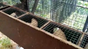 Содержание норок. Как живут норки на фермах. Кормление, уход.