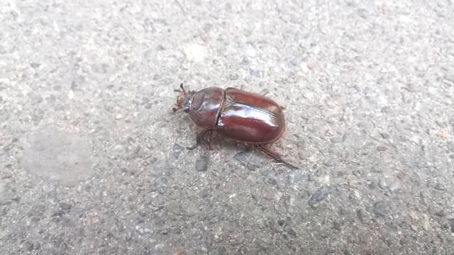 Самка жука-носорога смотреть онлайн