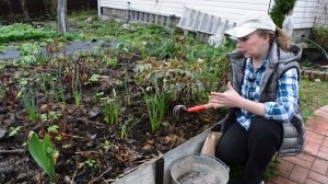 Подкормите пионы весной! Чем подкормить пионы весной, как защитить от болезней