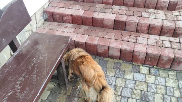 Карпаты 💙💛 На границе Закарпатской области. Где обязательно нужно поесть в Яблоницах. смотреть онлайн