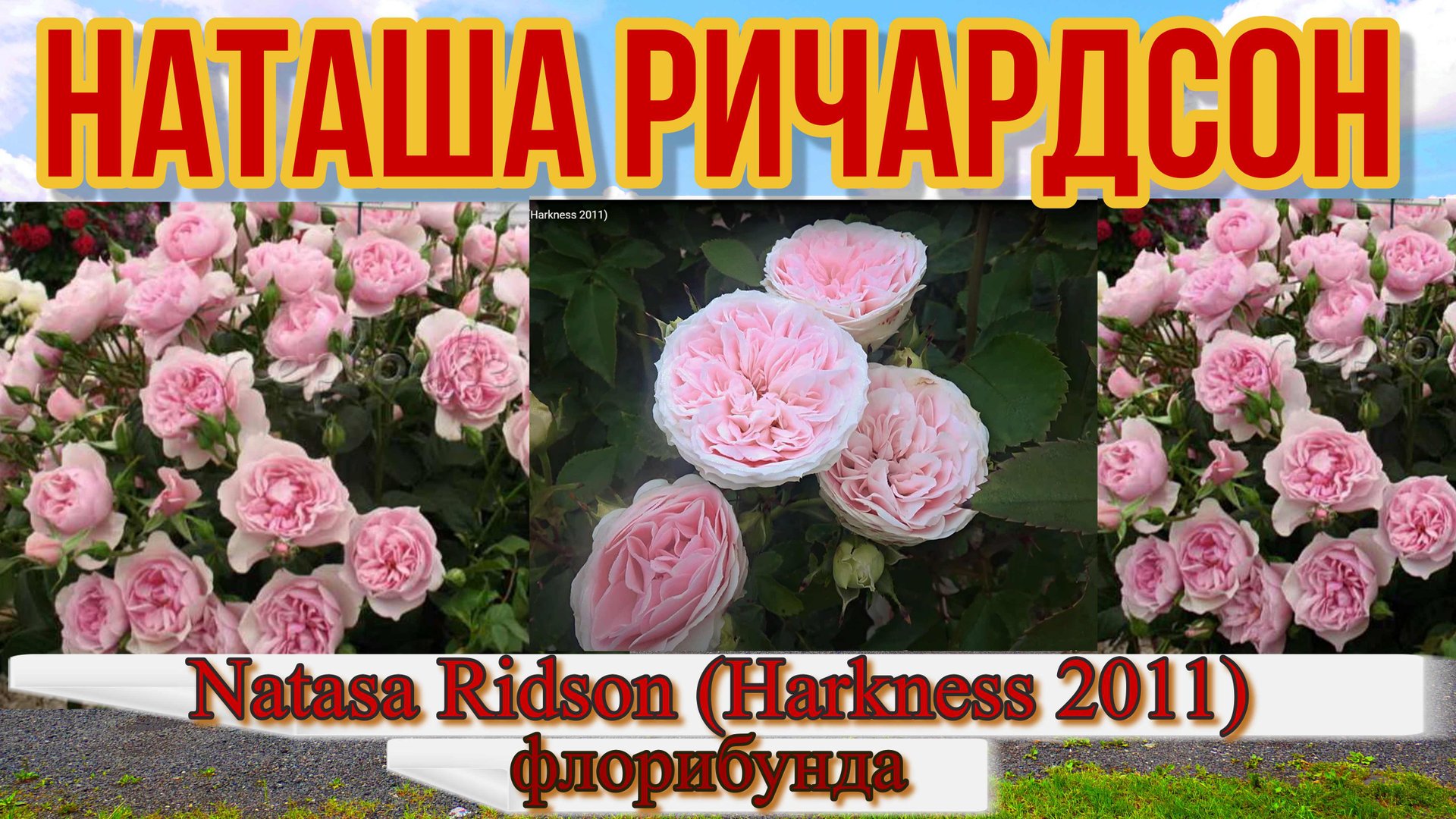 Роза Наташа Ричардсон (Флорибунда) - Natasa Ridson (Harkness 2011) смотреть онлайн