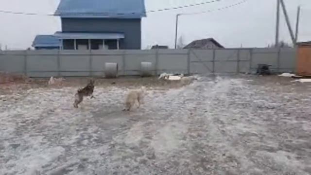 Тайна сбежала в эфире/Лайки в день крещения/ смотреть онлайн