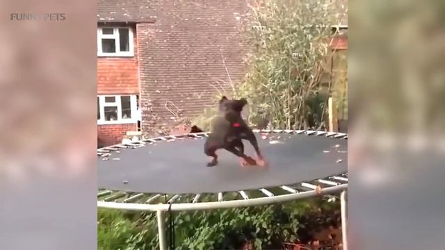 Funny Dogs 2017 🐶 Funny Dogs Playing [Funny Pets] смотреть онлайн