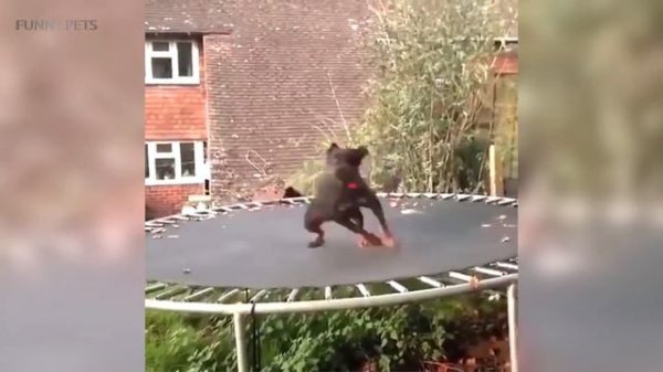 Funny Dogs 2017 🐶 Funny Dogs Playing [Funny Pets]