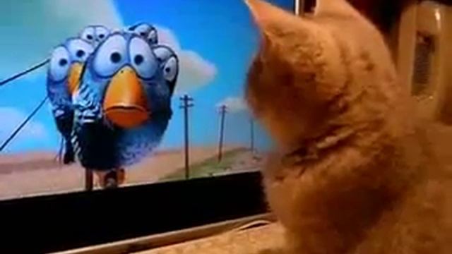 Котята тоже любят мультики