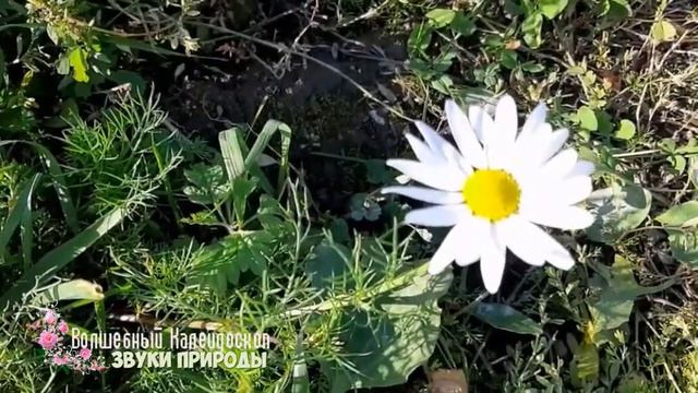 Белая ромашка на ветру и стрекотание кузнечиков ✵ White chamomile and the chirping of grasshoppers смотреть онлайн