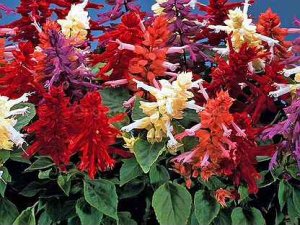 Ф.Шопен.Ноктюрн №9.