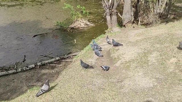 Омск, парк 300-летия смотреть онлайн