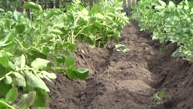 Окучивание картофеля мотоблоком НЕВА МБ 2 с дисковым окучником смотреть онлайн
