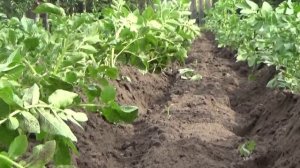 Окучивание картофеля мотоблоком НЕВА МБ 2 с дисковым окучником