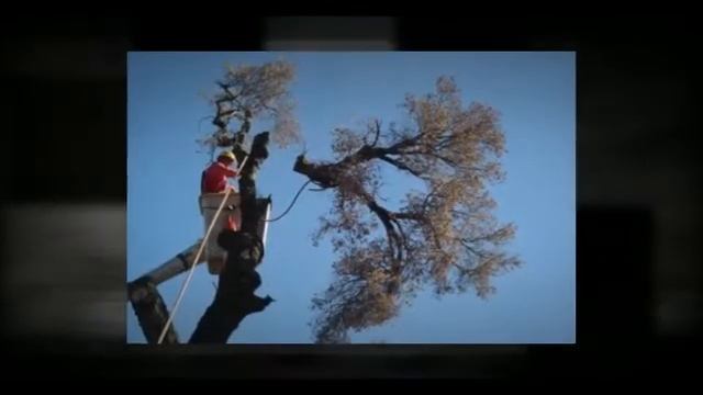 Tree Service in Charlotte, NC - Affordable Fence & Tree Service смотреть онлайн