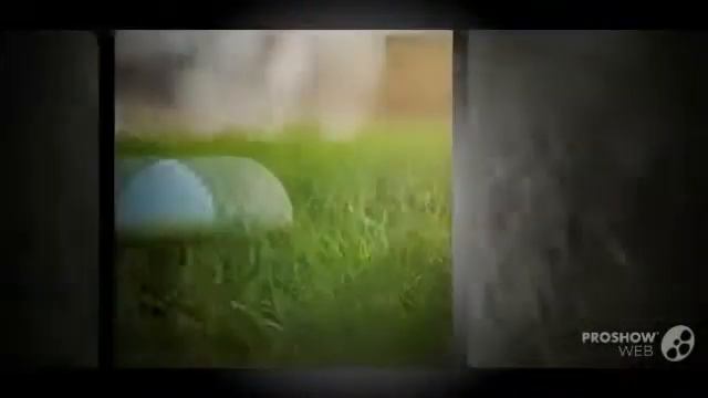 Leucoagaricus Leucothites - Fungi Kingdom