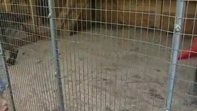 Далматин усыновила волчонка смотреть онлайн