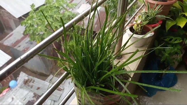 ALL You SHOULD Know Why Rain Lily is NOT Flowering // Rain Lily NOT Flowering смотреть онлайн