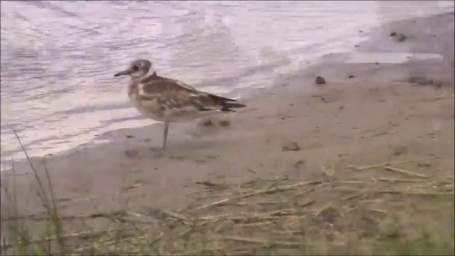 Поездка в Западную Двину / Природа ,аисты