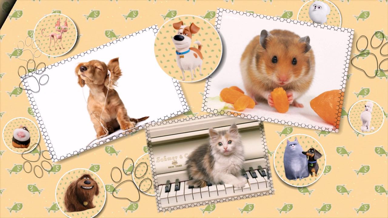 «Тайная жизнь домашних животных» - шаблоны слайд-шоу смотреть онлайн